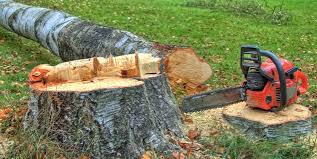 Best Tree Risk Assessment  in Belgium, WI