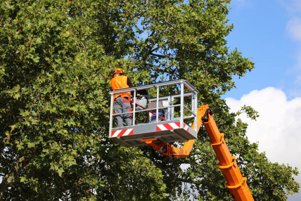 Trusted Belgium, WI Tree Removal Experts