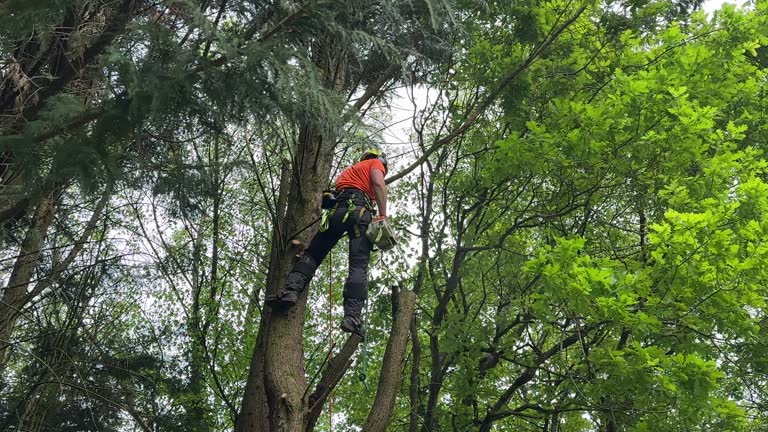 How Our Tree Care Process Works  in  Belgium, WI
