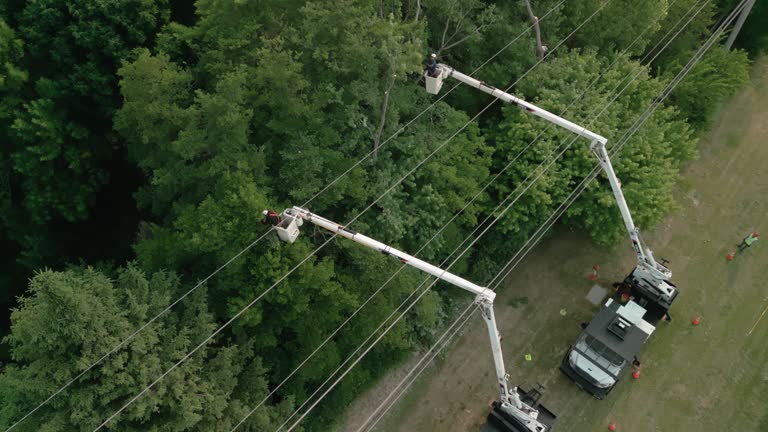 Best Root Management and Removal  in Belgium, WI